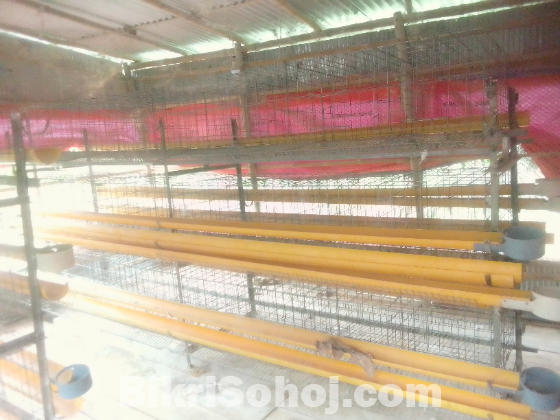 লেয়ার মুরগির ডিম পাড়া খাঁচা?